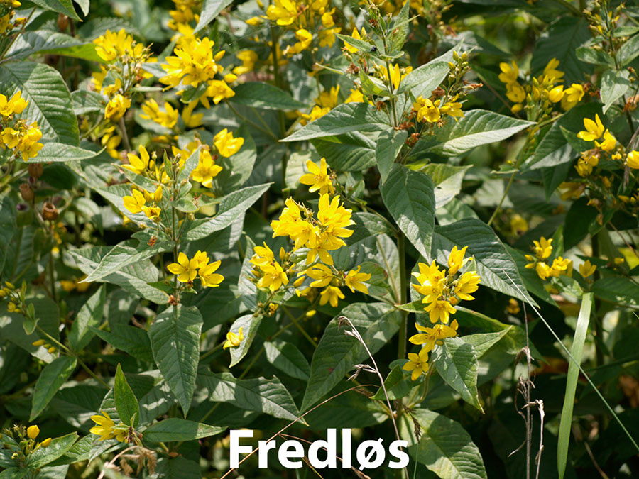 %_tempFileNamefredloes%