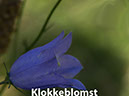 %_tempFileNameklokkeblomst_2%