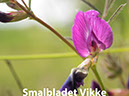 %_tempFileNamesmalbladet_vikke%