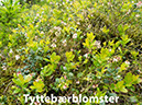 %_tempFileNametyttebaerblomster_1%