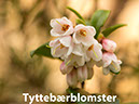 %_tempFileNametyttebaerblomster_2%